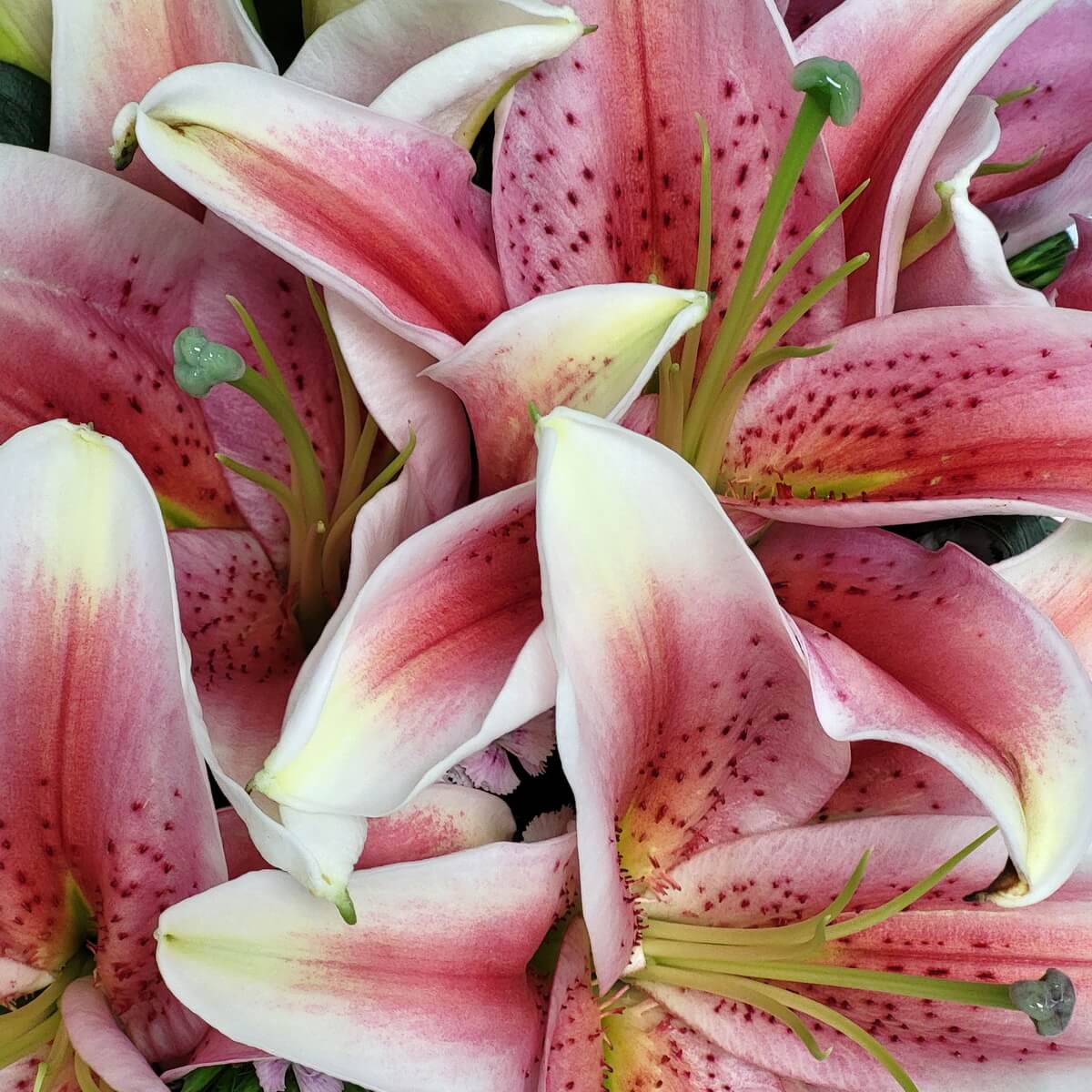 Close-up of pink oriental lilies with speckled petals. 粉紅色東方百合特寫，花瓣帶斑點，邊緣泛白，綠色花蕊清晰可見。
