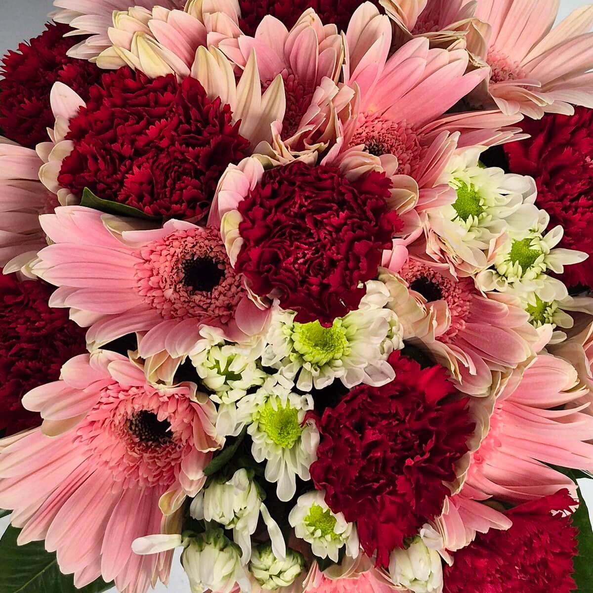 經典太陽菊 