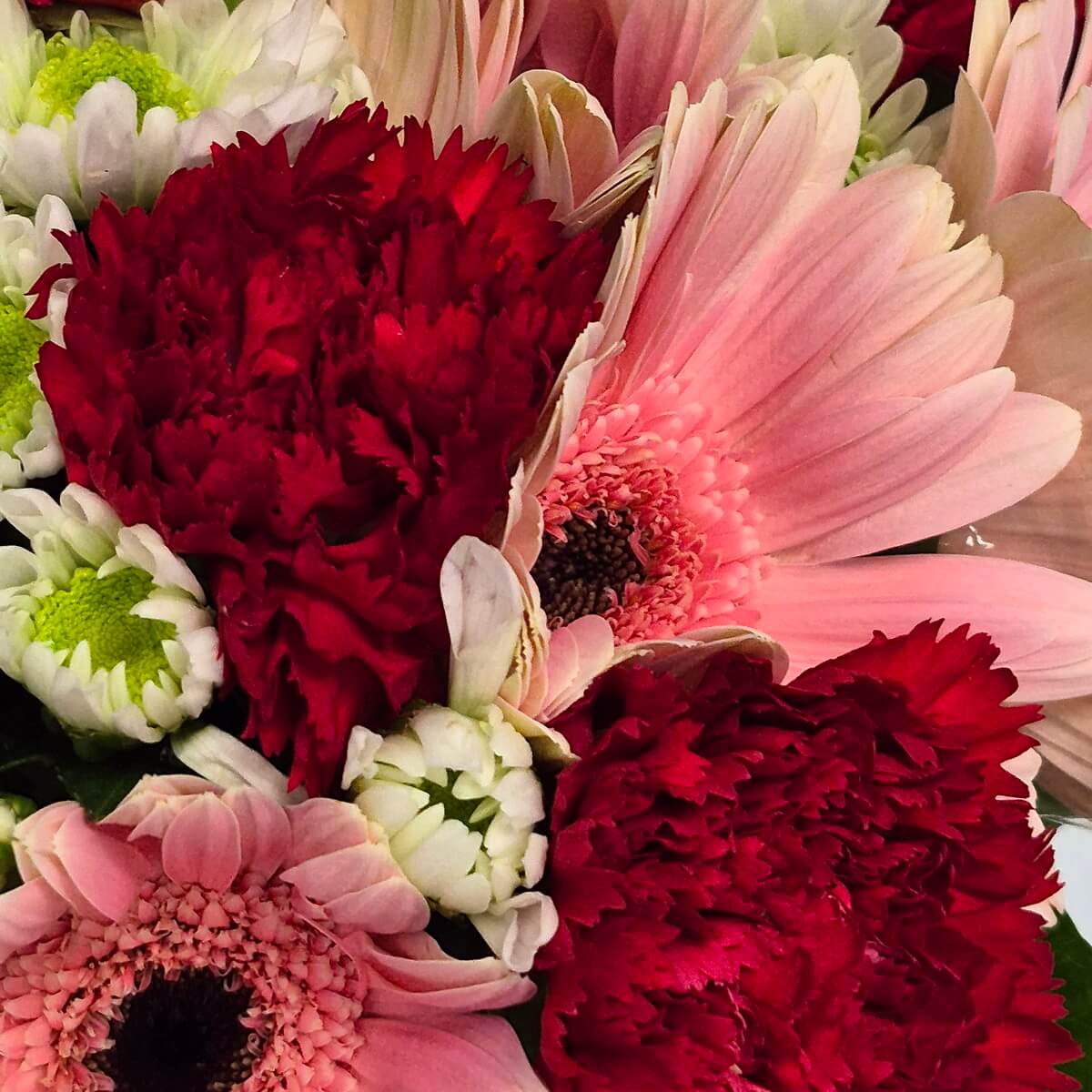 Classic Daisies