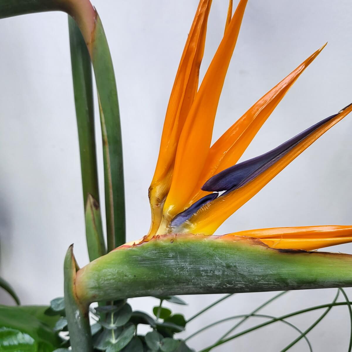 Close-up of striking bird of paradise bloom with vibrant orange petals and dark purple floral structure over a green stem | 鮮橙花瓣與深紫花舌構成的極樂鳥花特寫，綠色花莖托襯。
