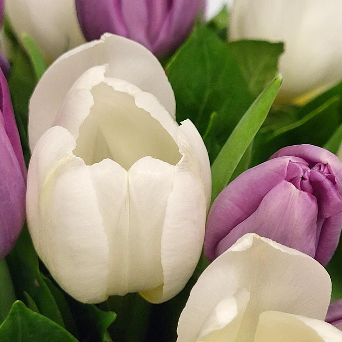 Close-up of white and purple tulips with foliage - 白色與淺紫色鬱金香特寫，搭配鮮綠葉片的清新花藝。