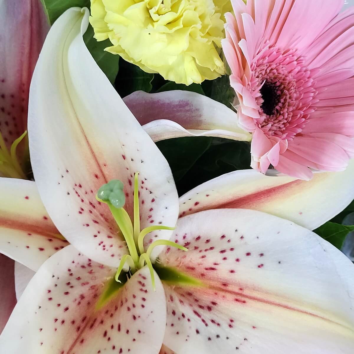Macro shot of white oriental lily with red freckles, soft pink gerbera daisy, and ruffled yellow carnation | 白色東方百合帶酒紅斑點，搭配粉紅非洲菊及層次感黃康乃馨，色彩清新淡雅。