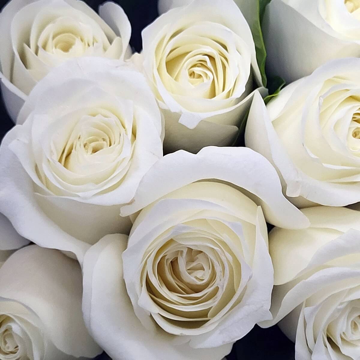Detailed view of creamy white roses in full bloom with layered petals and smooth edges | 奶白色玫瑰盛開特寫，花瓣層層堆疊，邊緣柔滑