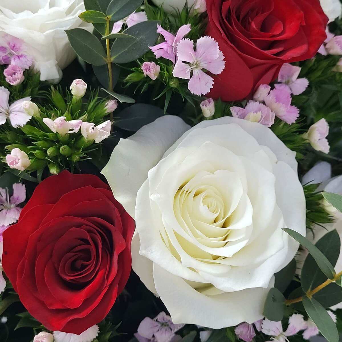Close-up of velvety red and creamy white roses surrounded by pale pink dianthus clusters and fresh eucalyptus leaves | 天鵝絨紅玫瑰與奶白玫瑰襯以淺粉石竹花及新鮮尤加利葉特寫，層次分明色彩鮮豔