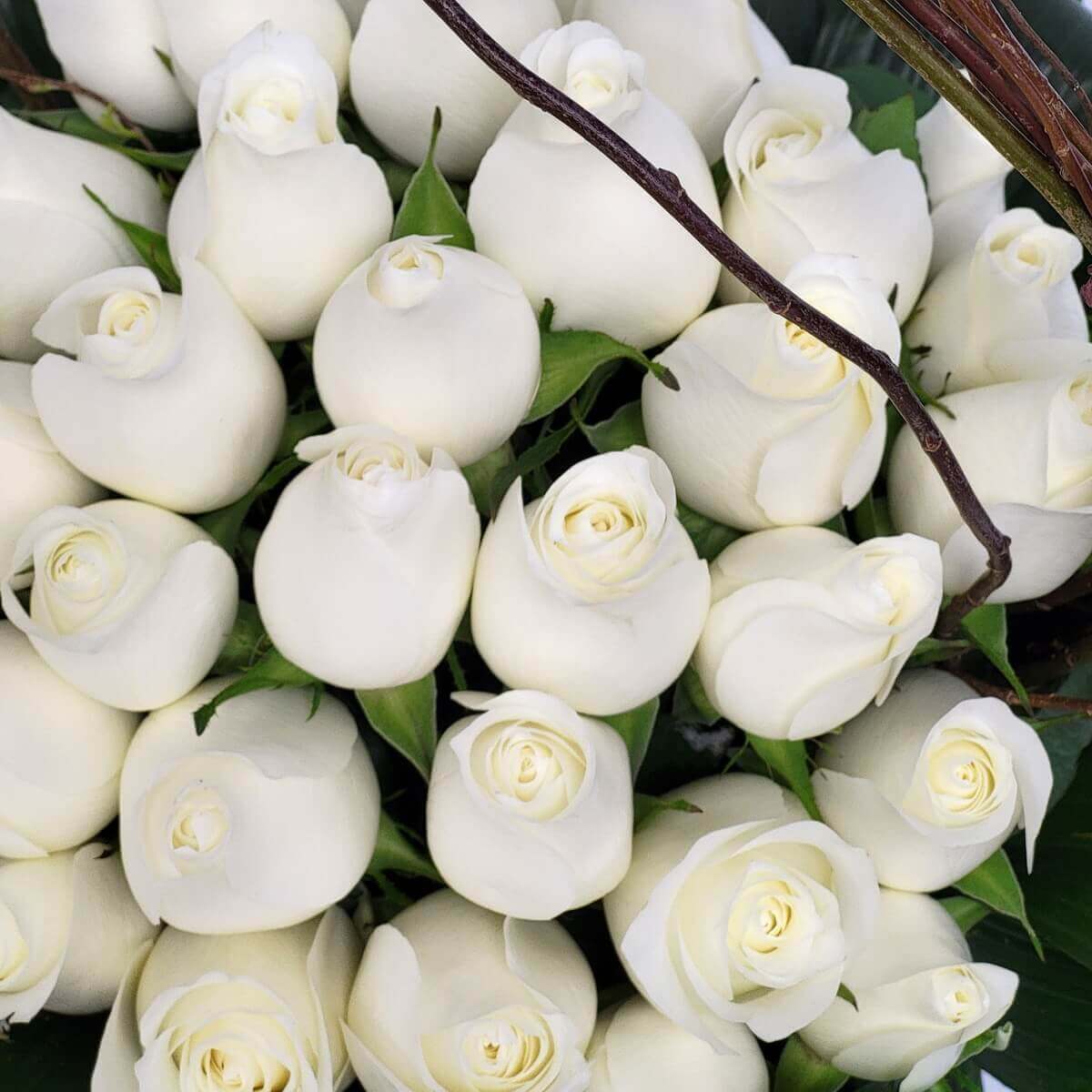 Detailed view of tightly packed white roses in full bloom, showcasing smooth ivory petals and lush green accents | 盛放的白玫瑰密集排列特寫，花瓣光滑潔白，點綴翠綠葉片