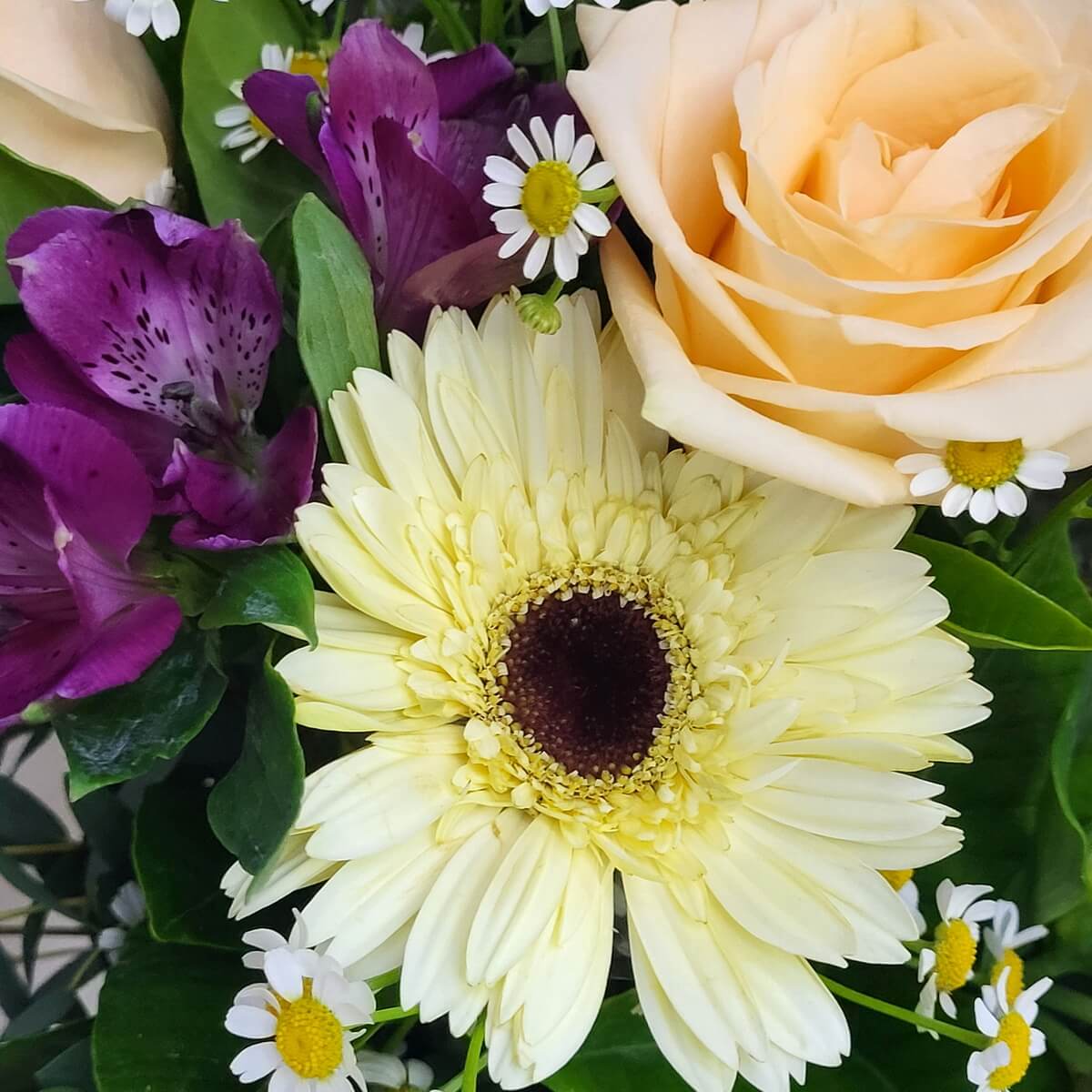 Close-up of creamy yellow gerbera daisy with peach rose, vibrant purple alstroemeria, and white chamomile blooms | 奶黃非洲菊配蜜桃玫瑰、鮮紫六出花及白色洋甘菊特寫，色彩柔和鮮明