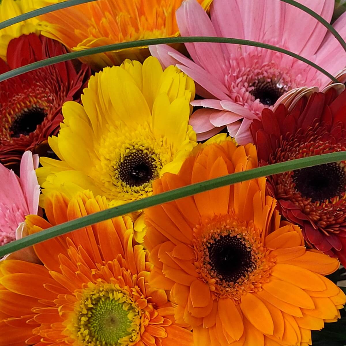Close-up of vibrant gerbera daisies in orange, yellow, pink, and red with dark centers, layered with green grass loops. | 鮮艷的橙、黃、粉紅與紅色非洲菊，中心深色，綠色葉片穿插其間的特寫圖像。