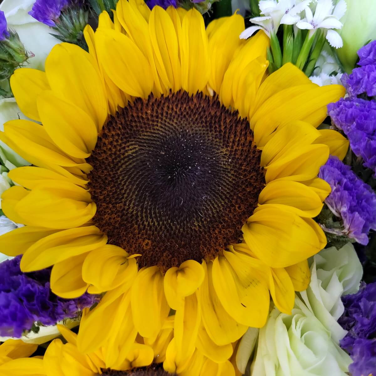 Detailed view of bright yellow sunflower with dark center, accented by purple statice and white dianthus blooms | 鮮黃色向日葵特寫，深色花心，襯以紫色勿忘我與白色石竹花