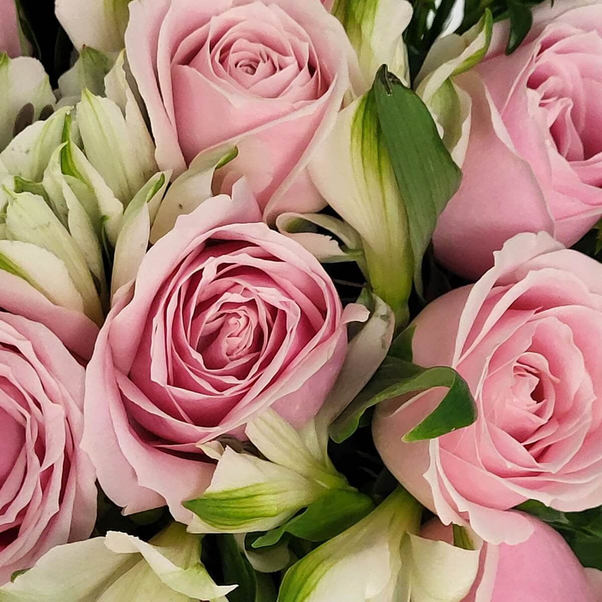 Close-up of soft pink roses surrounded by pale green-white alstroemeria with delicate petals and fresh green leaves - 粉紅玫瑰與淡綠白色六出花特寫，花瓣細緻，綠葉清新自然。