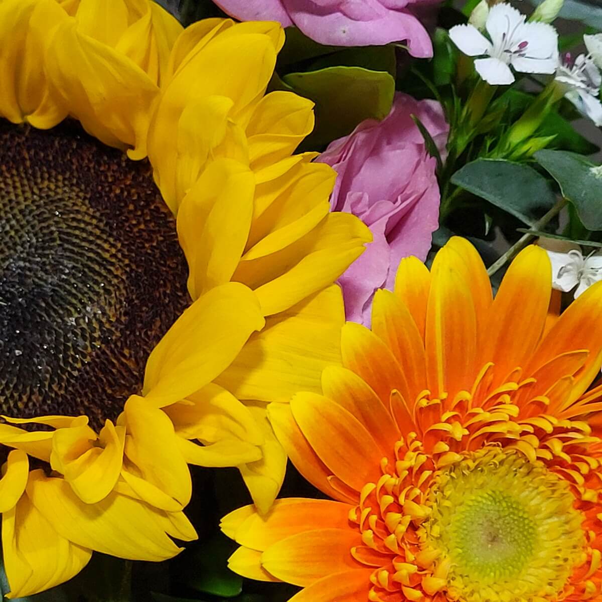 Close-up of sunflower and orange gerbera daisy with pink lisianthus, white dianthus, and green leaves. | 向日葵與橙色太陽菊特寫，配粉紅洋桔梗、白石竹花及綠葉襯托。