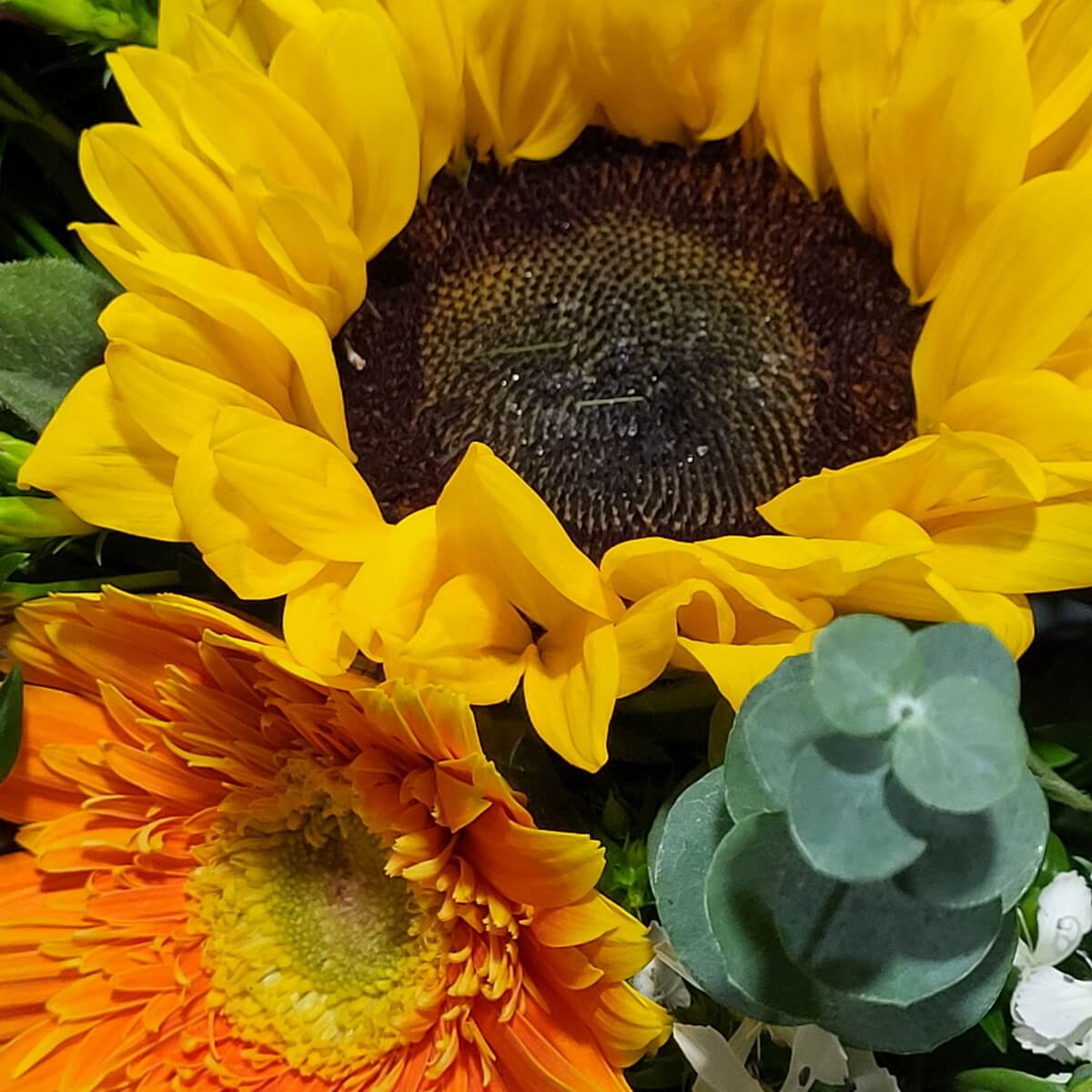 Close-up of yellow sunflower and bright orange gerbera daisy with eucalyptus leaves and white filler blooms - 黃色向日葵與鮮橙非洲菊特寫，搭配尤加利葉與白色小花。