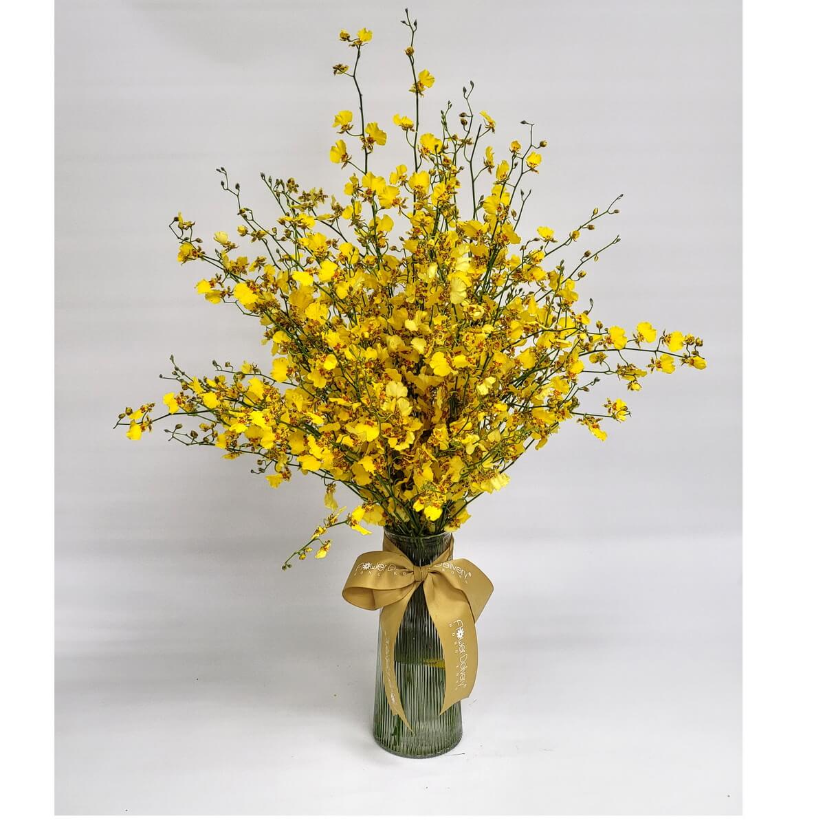 Vibrant yellow dancing lady orchids in a tall vase 明亮黃跳舞蘭成束插於高玻璃花瓶中，綁以金色絲帶，展現熱情與喜慶氛圍，適合賀節或祝賀場合。