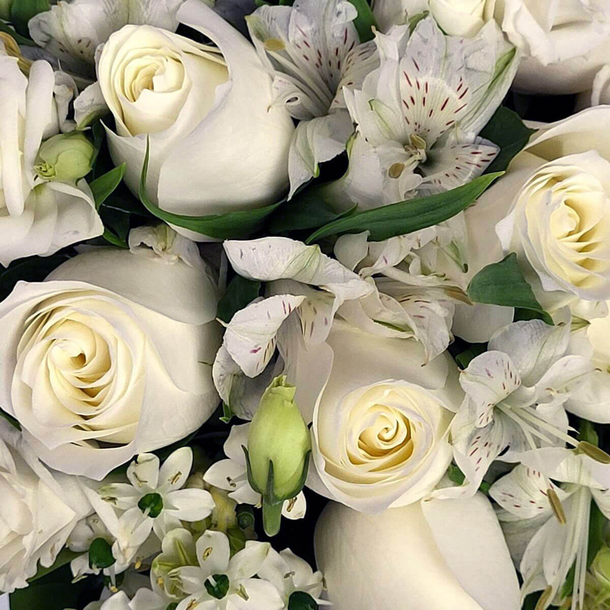 Close-up of white roses, alstroemeria, and bouvardia with green buds. 白玫瑰、百合花及五福花特寫，配嫩綠花苞。