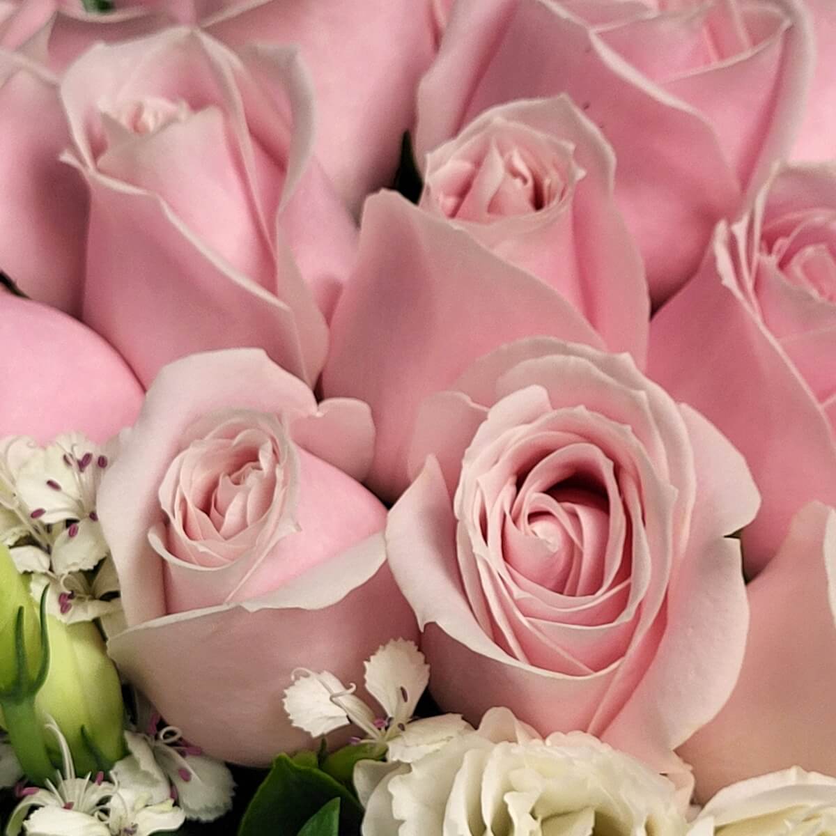 Close-up of soft pink roses with pale white lisianthus and delicate white filler blooms - 粉紅玫瑰特寫，襯以淡白洋桔梗及細緻白色配花，花瓣柔嫩細膩。