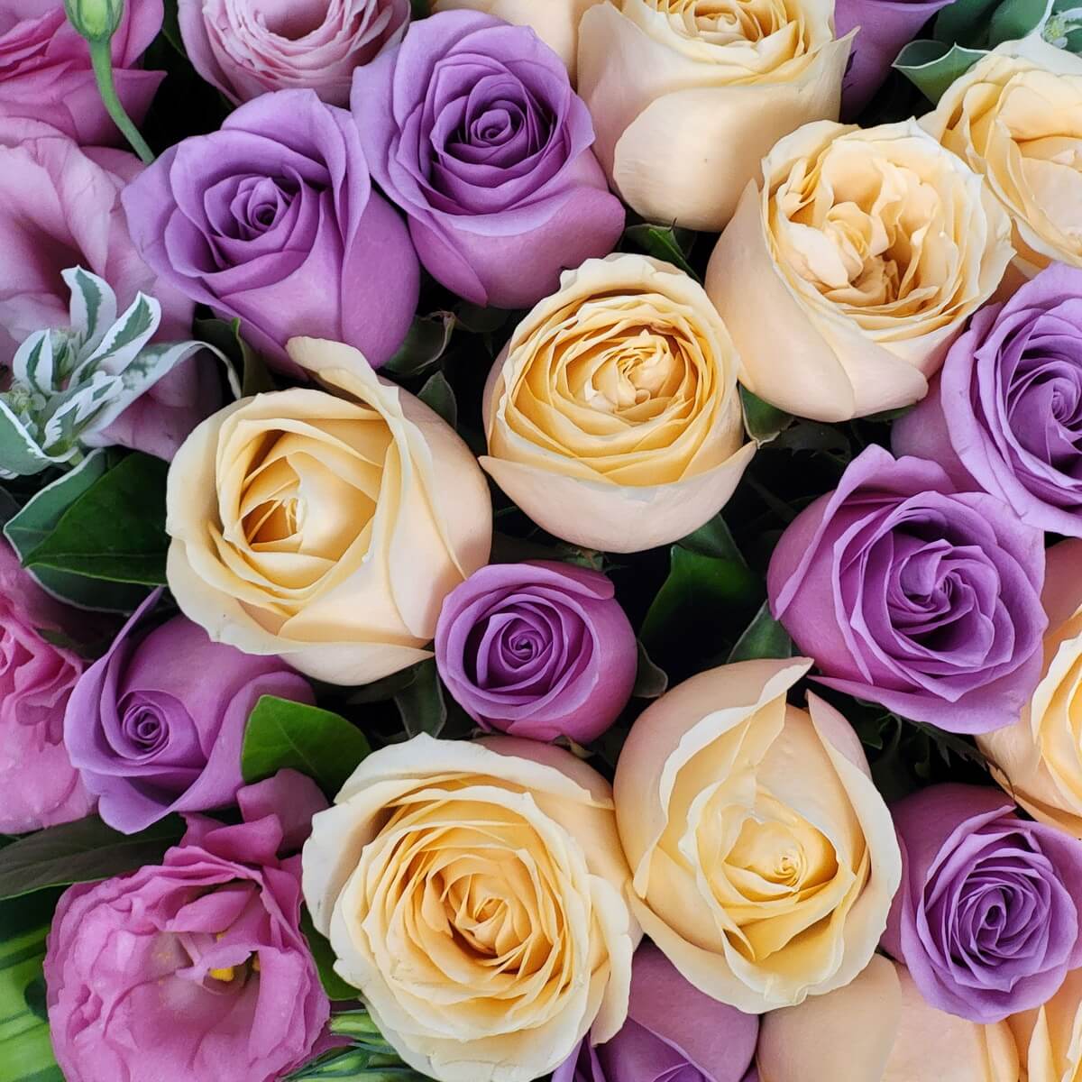 Top view of clustered champagne and lavender roses with pink lisianthus and green foliage. | 香檳色玫瑰與紫玫瑰交錯排列，配以粉紅洋桔梗及綠葉，花束俯視圖。