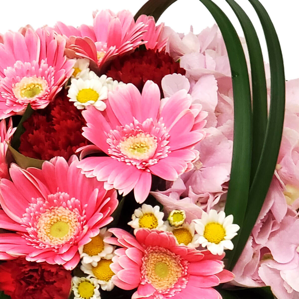 Detail view of a vibrant mix including pink gerberas, deep red carnations, white daisies with yellow centers, and pale pink hydrangeas accented by structured green leaves - 粉非洲菊、紅康乃馨、黃心白雛菊與粉繡球花組合，配綠葉裝飾的細節圖