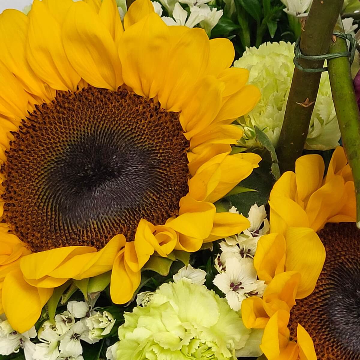 Detail view of vibrant yellow sunflower framed by pale green carnations and clustered white dianthus blooms 鮮黃向日葵細節鏡頭，配以淡綠康乃馨及成簇白石竹花