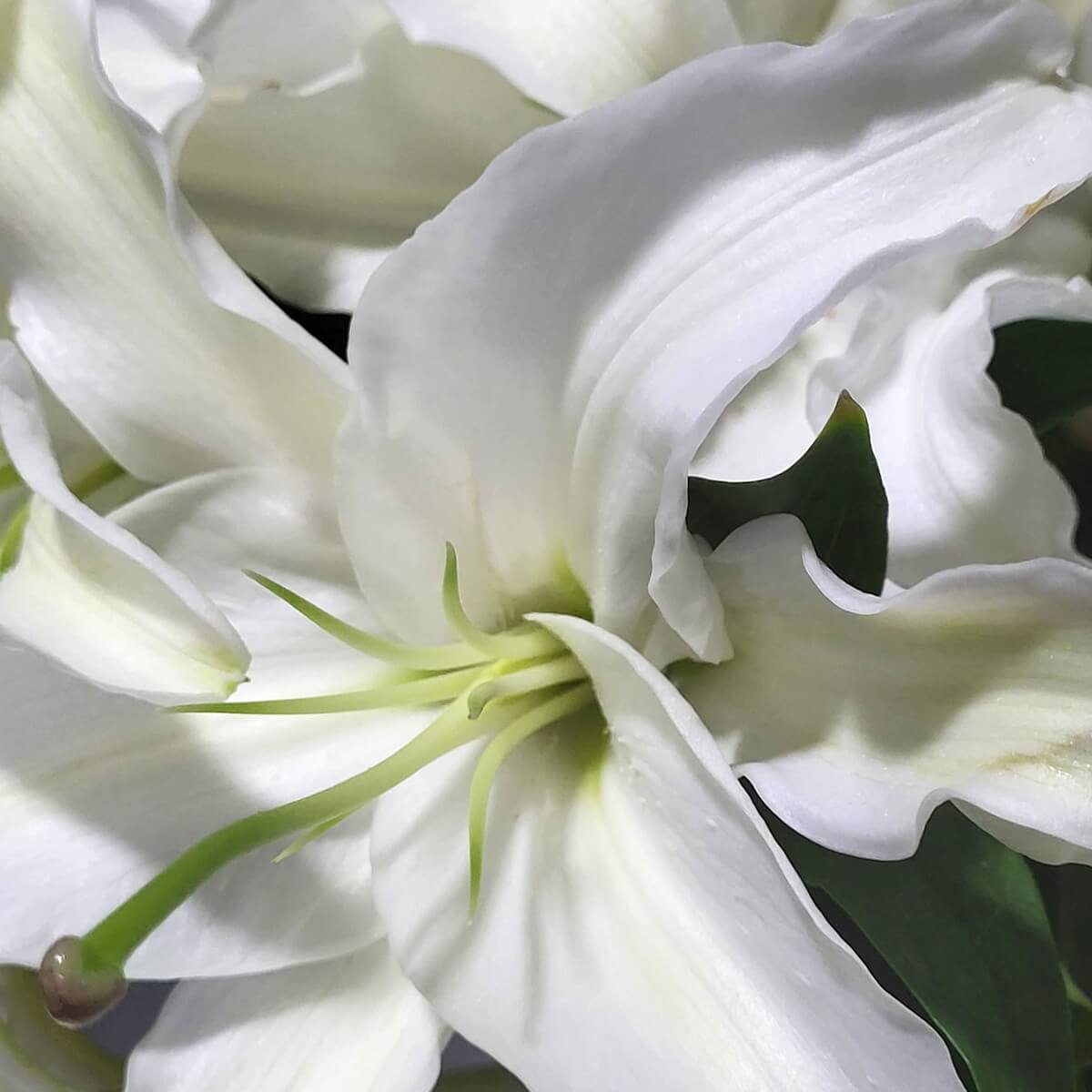Close-up of a fully open white lily with flowing petals and soft green stamens, surrounded by dark green leaves. | 綻放白百合特寫，花瓣層疊柔和，綠色花蕊鮮明，襯以深綠葉片。
