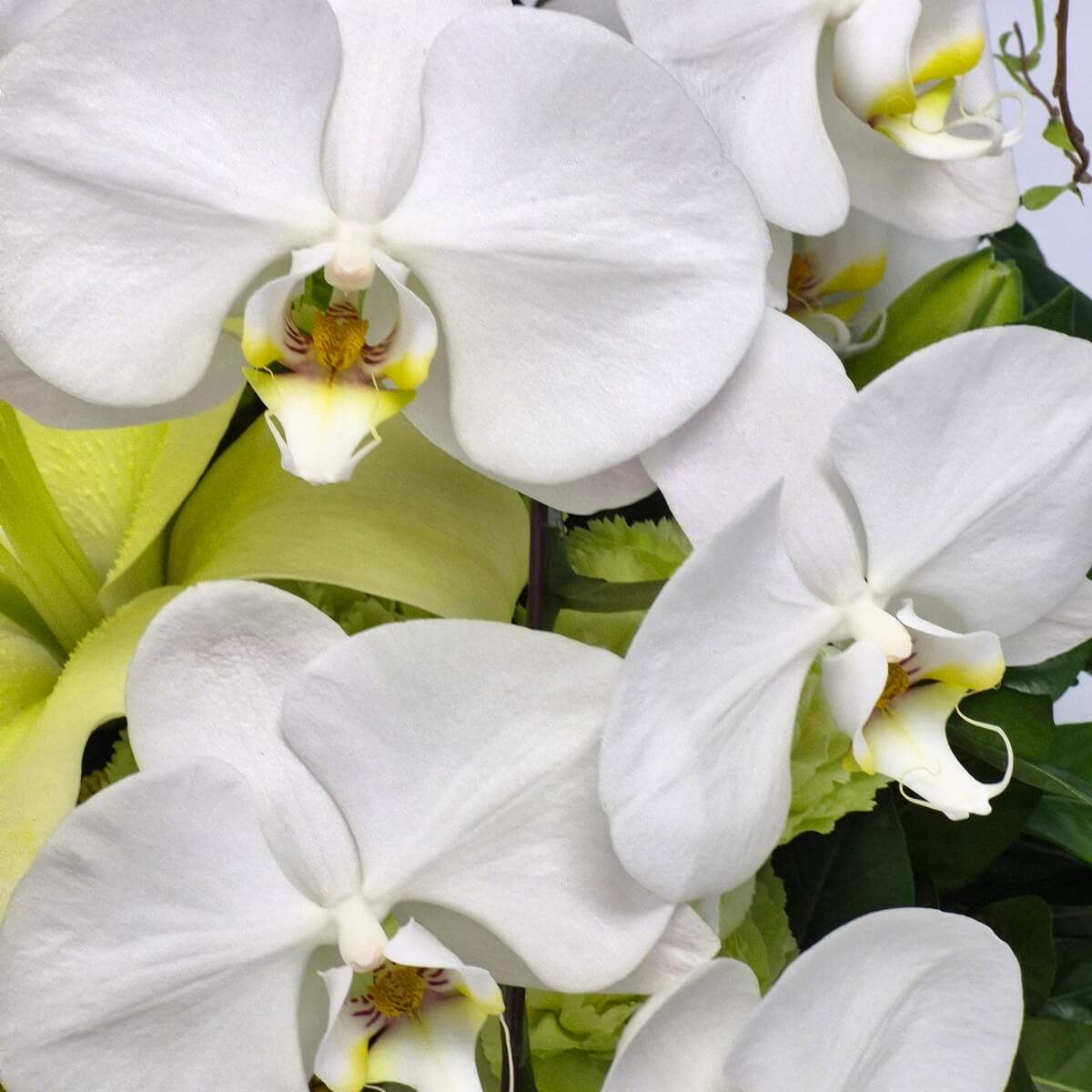 Elegant Lilies