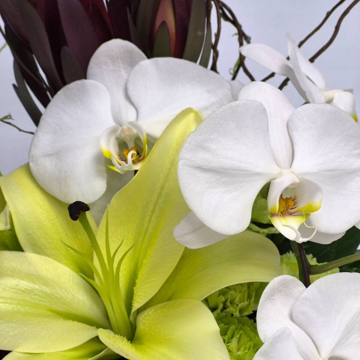 Elegant Lilies