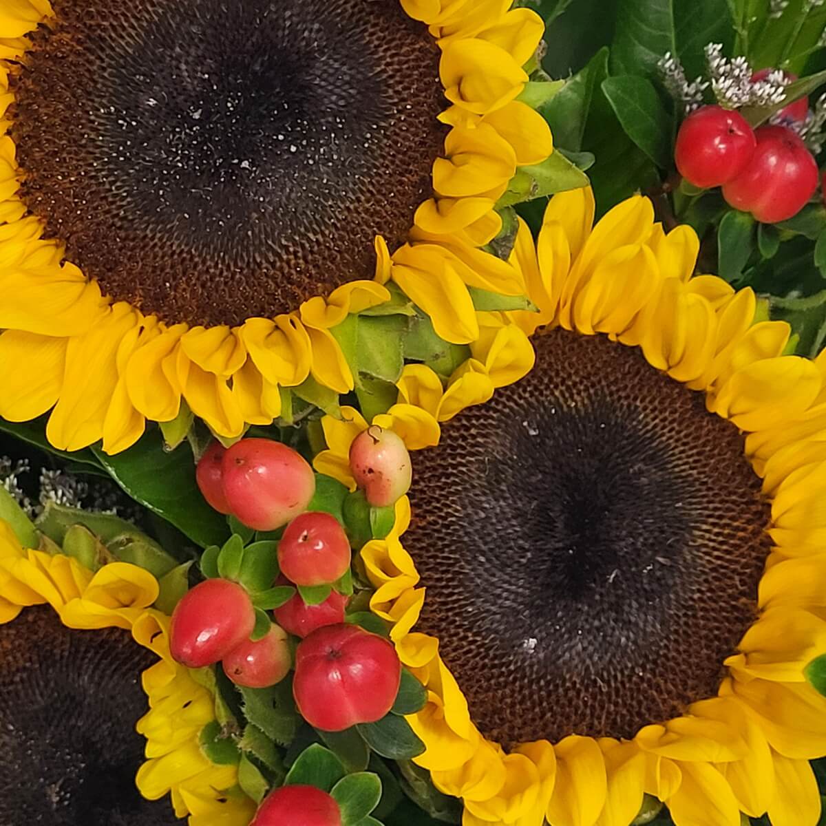 Detailed view of yellow sunflowers with dark centers, red hypericum berries, and greenery | 黃色向日葵特寫，花心深色，配紅色高山莓及綠葉點綴