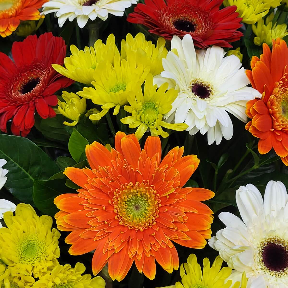 Close-up of multicolor gerberas and bright yellow chrysanthemums in a vibrant mixed arrangement 橙色、紅色與白色非洲菊花特寫，配搭鮮黃色菊花與綠葉，構成鮮明活潑的色彩層次。