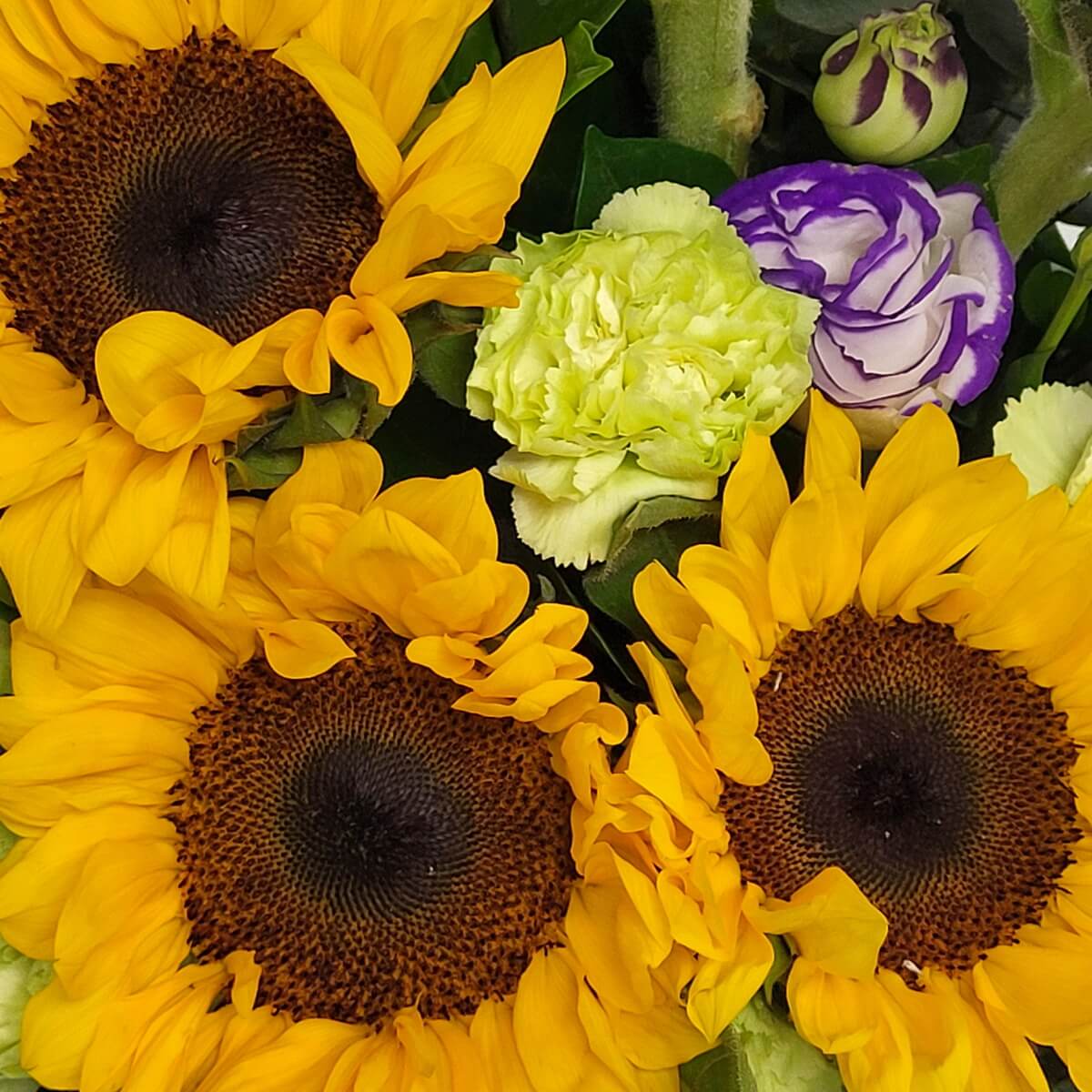 Detail view of vibrant sunflowers, light green carnations, and purple-white lisianthus with floral buds and foliage 向日葵、淺綠康乃馨、紫白洋桔梗及花苞與綠葉構成的花材細節特寫