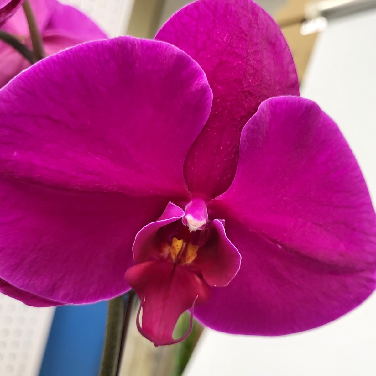 Macro of a vivid magenta Phalaenopsis orchid with curved petals and visible central column 洋紫紅色蝴蝶蘭特寫，花瓣曲線優雅，中央唇瓣與蕊柱清晰可見，展現高貴氣質。