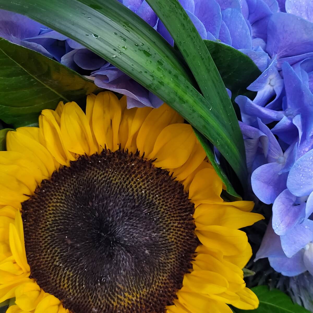 Detailed view of sunflower with blue hydrangeas and green foliage | 鮮黃色向日葵配搭藍色繡球花與清新綠葉，特寫展示花瓣與花心細節。