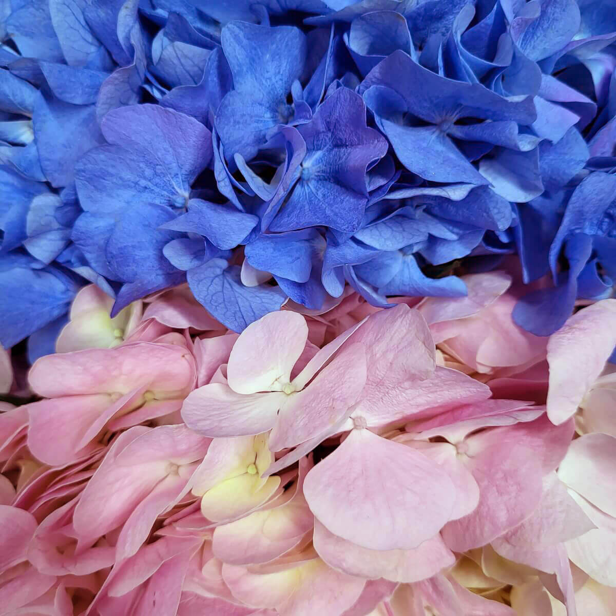 Detailed view of vibrant blue and soft pink hydrangea blossoms with overlapping petals and gentle color transitions | 鮮藍與柔粉繡球花特寫，花瓣層層疊疊，色彩過渡自然柔美
