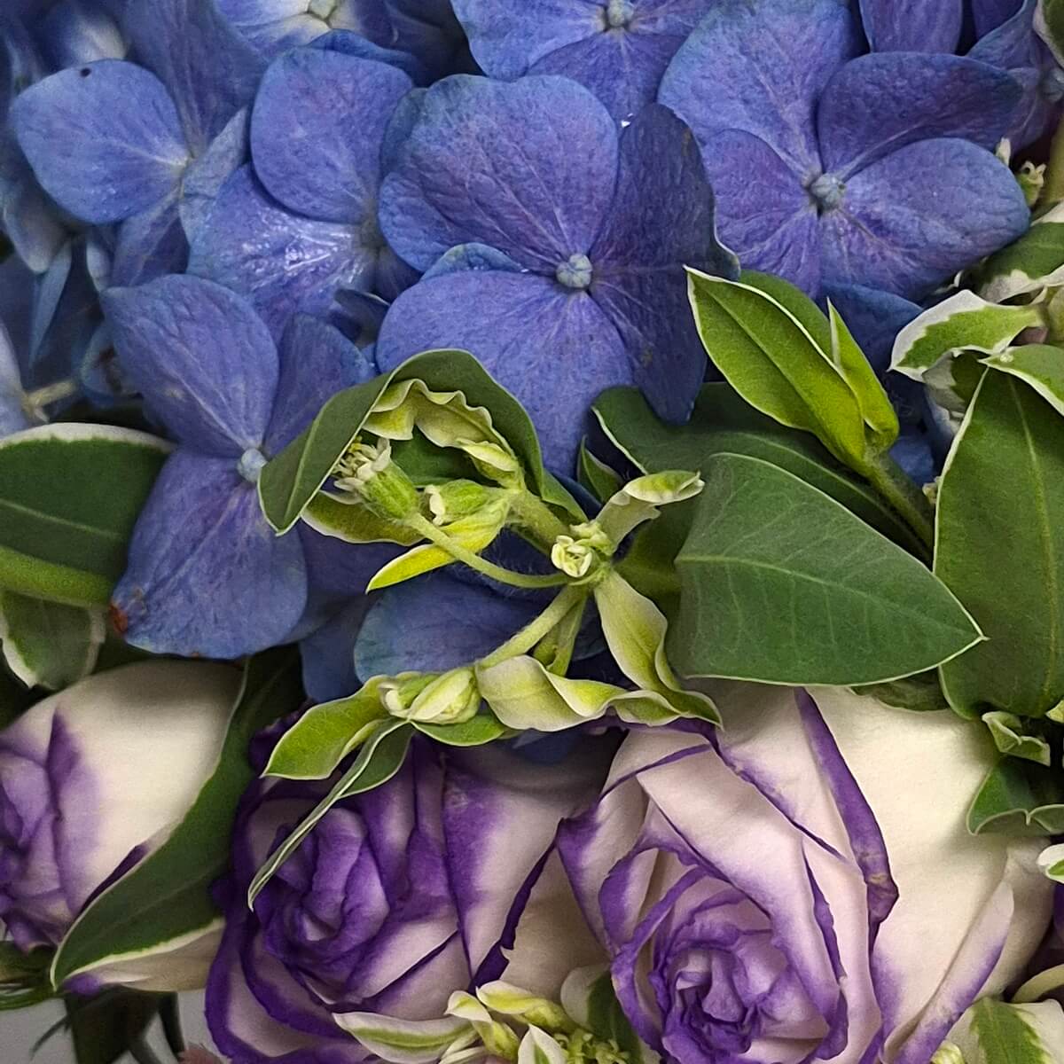Close-up of blue hydrangea and purple edged white lisianthus flowers with green leaves - 藍色繡球花與紫邊白色洋桔梗特寫配綠葉