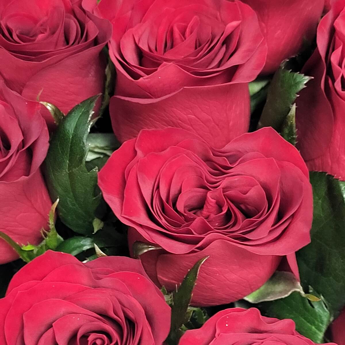 Close-up of blooming red roses with layered petals and dark green serrated leaves. | 紅玫瑰盛開特寫，花瓣層層盤旋，配深綠鋸齒狀葉片。