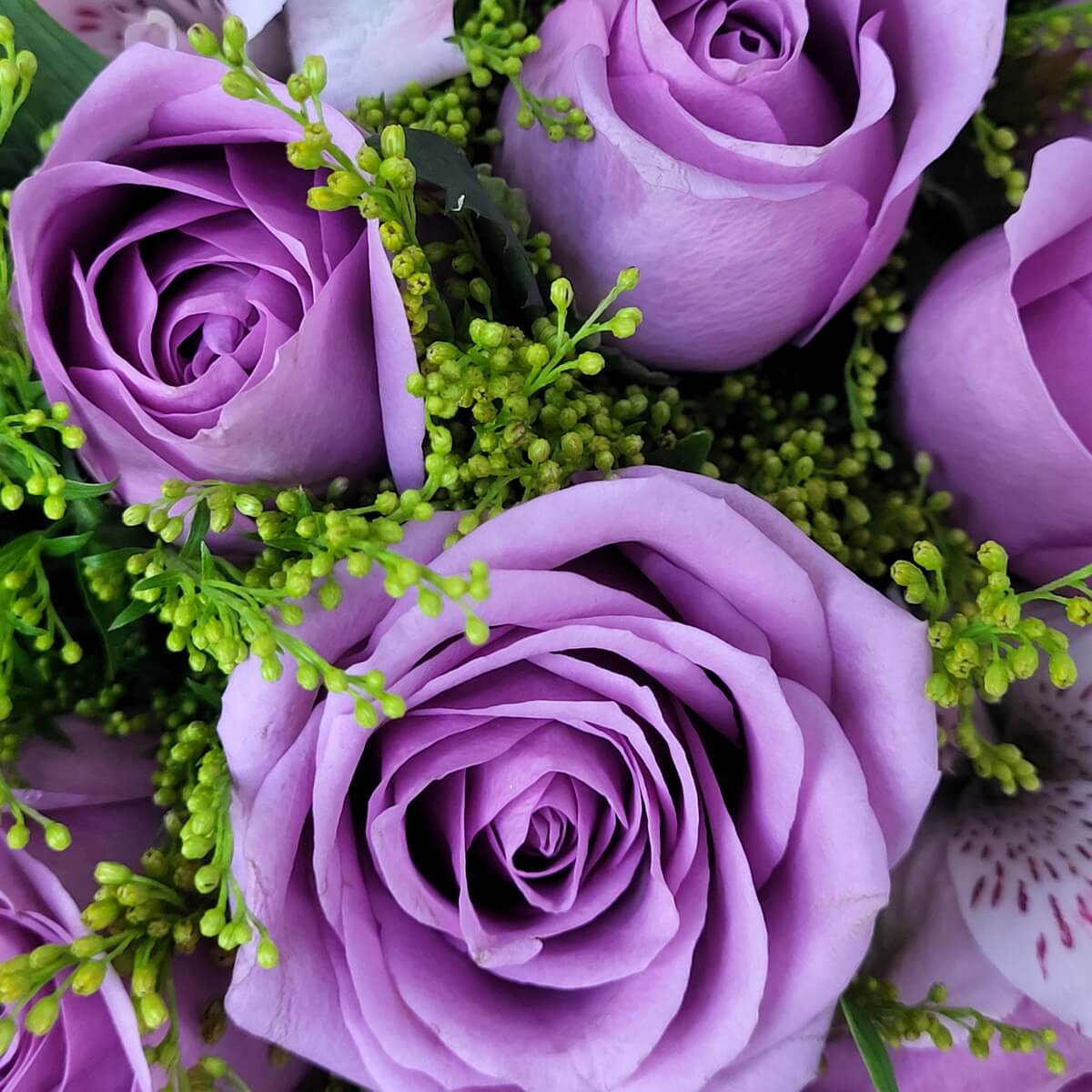 Macro view of lavender roses framed by lush green solidago filler, highlighting petal detail and floral freshness | 特寫薰衣草紫玫瑰與金雞菊，花瓣細緻層層交疊，綠葉襯托花色清雅自然。