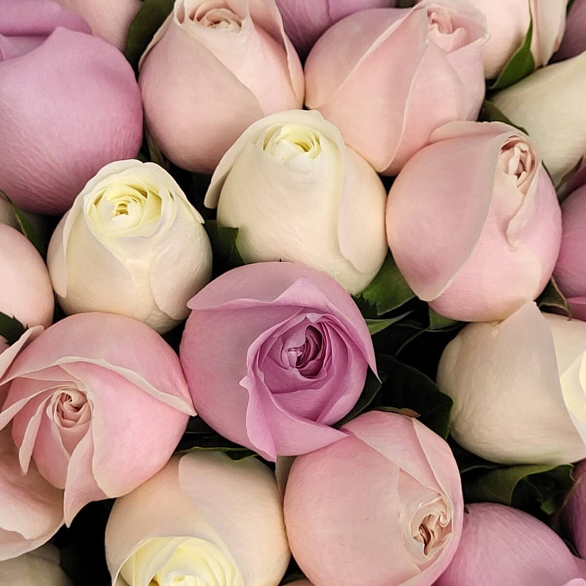 Close-up of tightly clustered pastel roses in blush pink, creamy white, and lavender shades with visible green foliage - 密集排列的玫瑰花特寫，柔粉、米白及淡紫色系，綠葉點綴其中