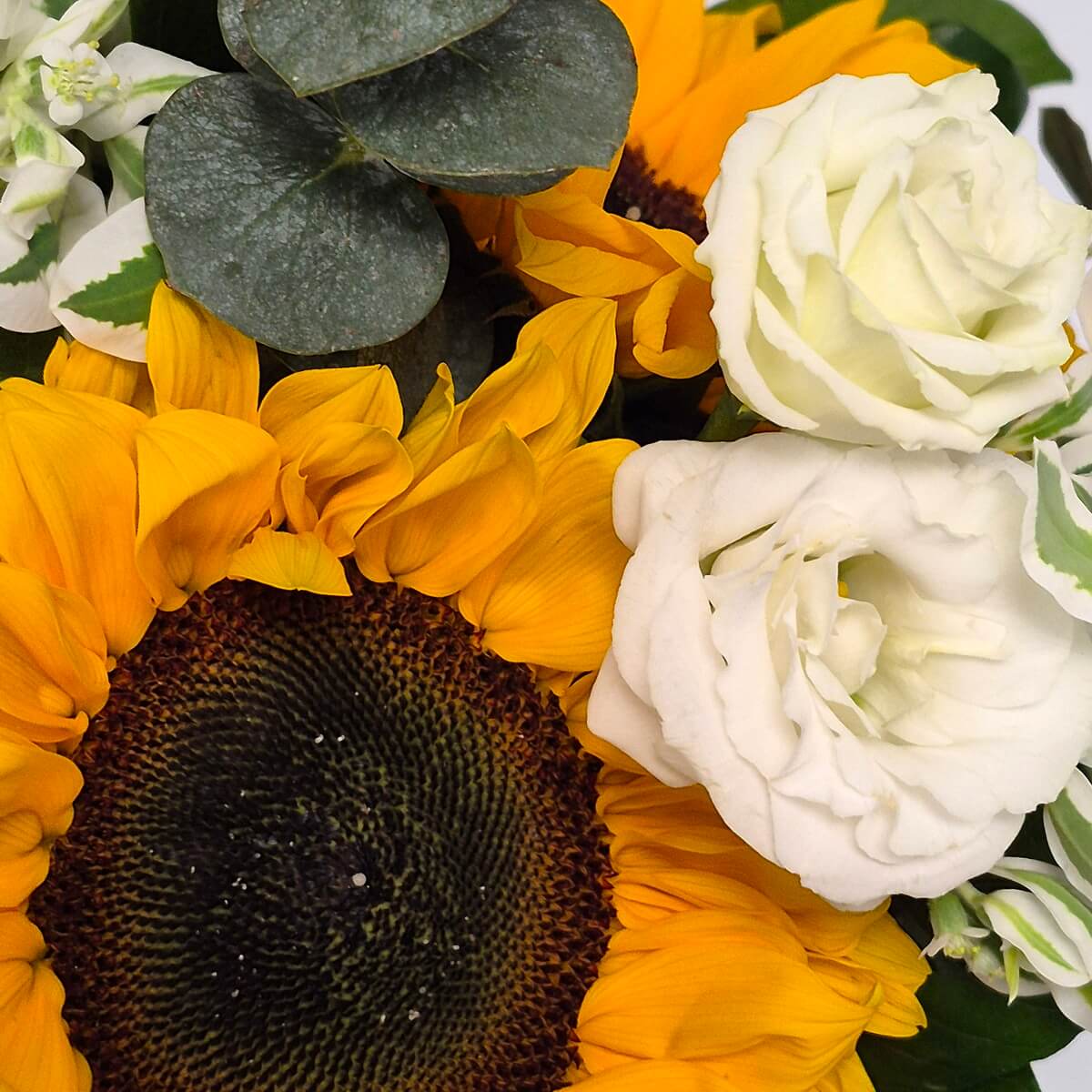 Close-up detail of sunflower and white rose flowers with eucalyptus foliage - 向日葵配白玫瑰及尤加利葉花藝細節特寫