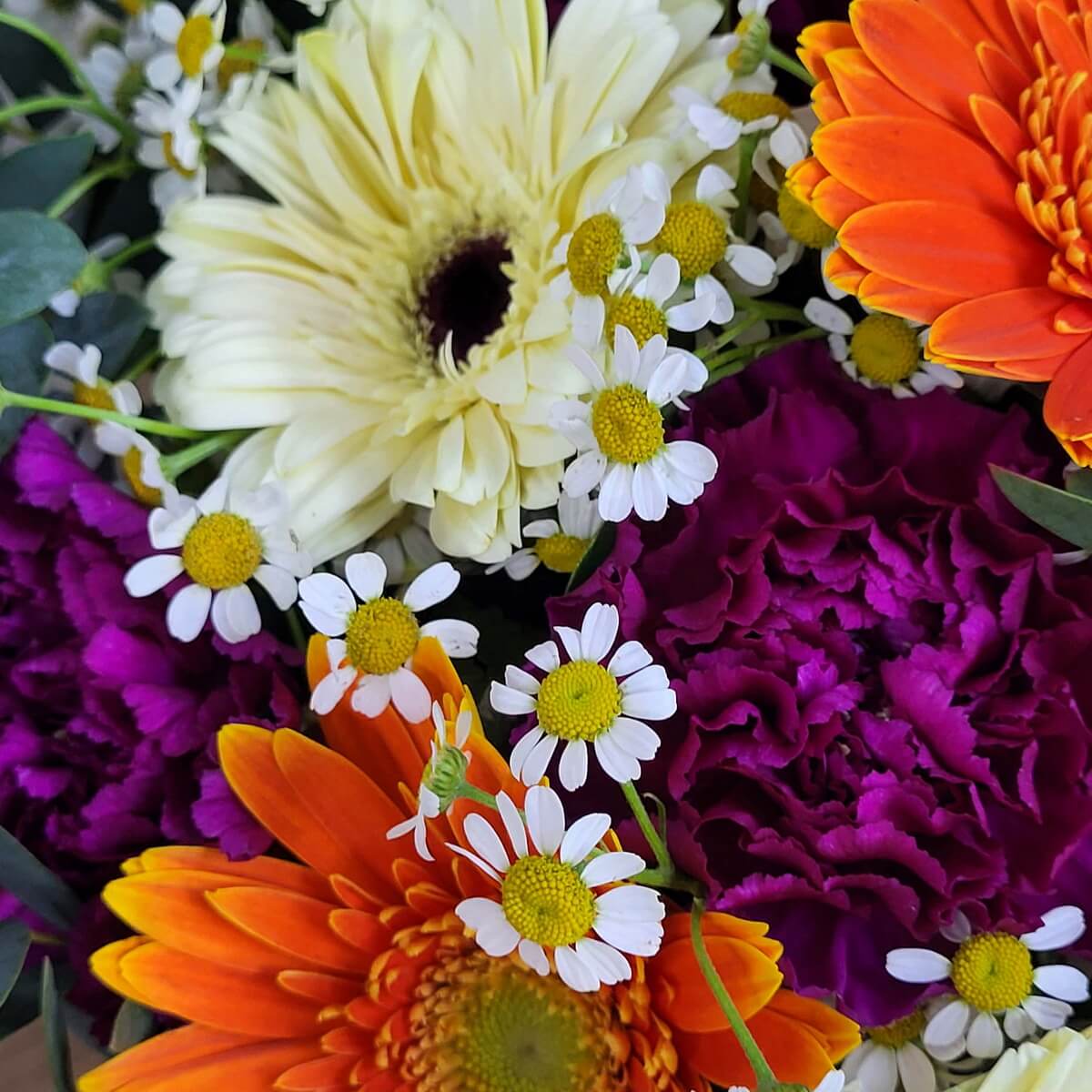 Detail view of orange and cream gerberas, ruffled purple carnations, and clusters of chamomile flowers with eucalyptus foliage 橙色奶油非洲菊、皺瓣紫康乃馨、洋甘菊與尤加利葉細節特寫