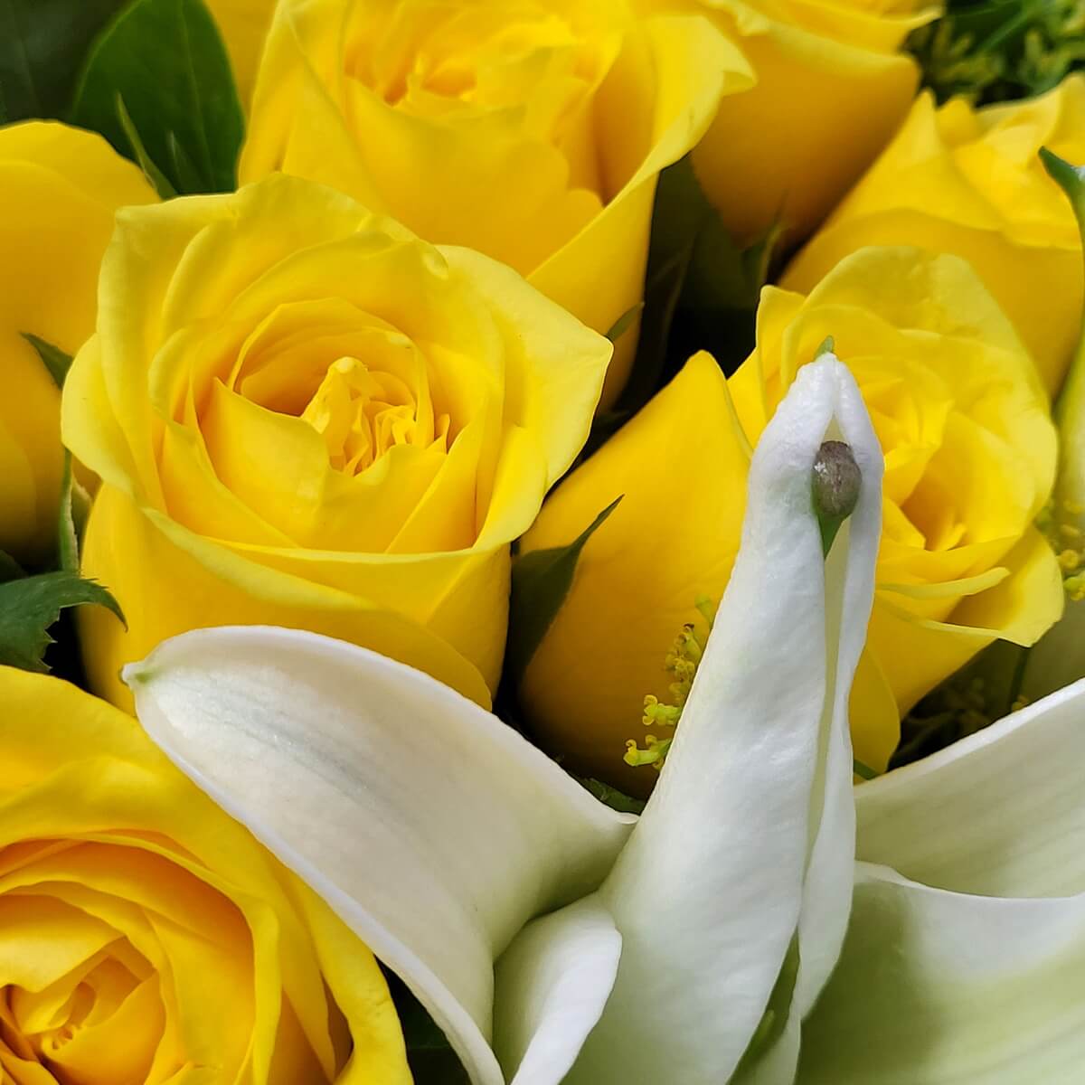 Close-up of blooming yellow roses alongside white calla lilies, with smooth petals and subtle green foliage. 盛開黃玫瑰搭配白色馬蹄蓮，花瓣柔滑，綠葉襯托出自然層次。