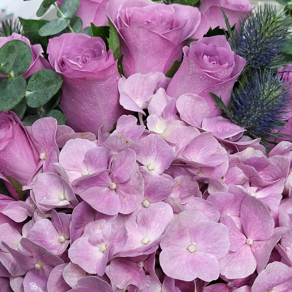 Close-up of pink hydrangeas and lavender roses, accented with blue thistles and eucalyptus leaves. 粉紅繡球花與淡紫玫瑰組合，配以藍色刺芹與尤加利葉，層次豐富。