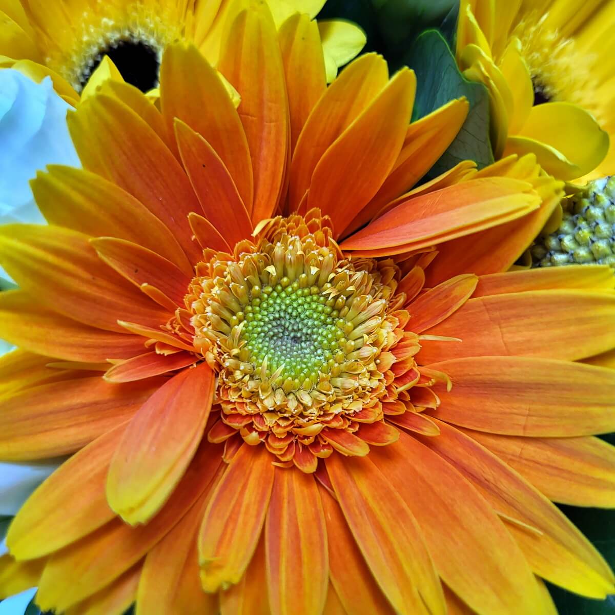 Detailed view of an orange gerbera daisy with bright petals and a green-yellow center, framed by yellow gerberas | 橙色非洲菊特寫，花瓣鮮明，綠黃花心，周圍襯以黃色非洲菊