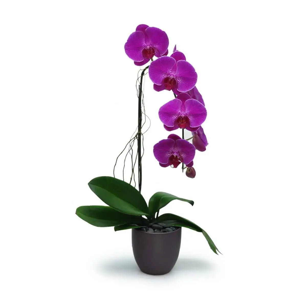 Single-stem magenta Phalaenopsis orchid with cascading blooms and wide dark green leaves in a charcoal-toned planter with pebbled base | 洋紫色蝴蝶蘭單枝綻放，花姿柔美下垂，搭配寬大深綠葉片與深灰色石底花盆