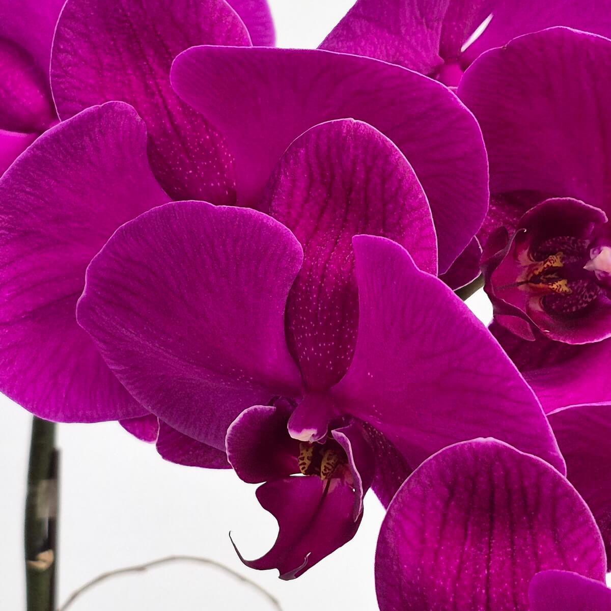 Purple Orchid