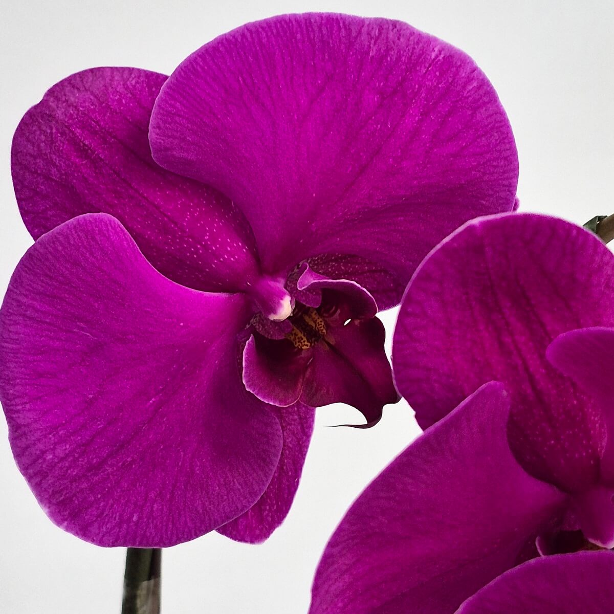 Purple Orchid