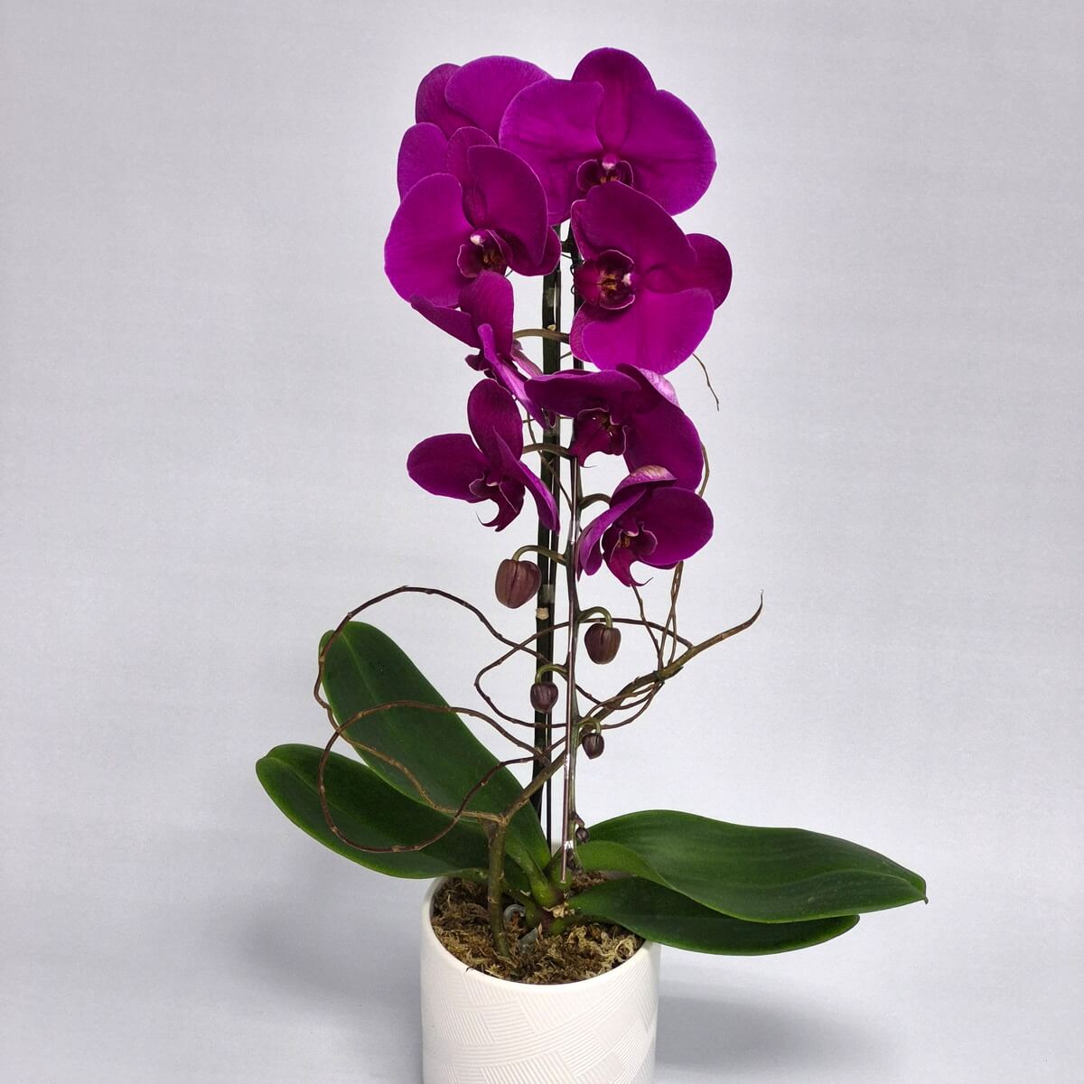 Purple Orchid