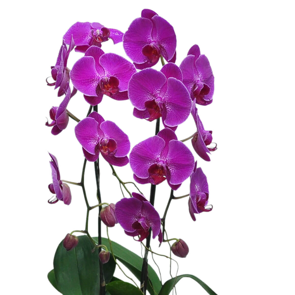 Full view of a multi-stemmed phalaenopsis orchid display featuring vivid magenta blooms with patterned centers, supported by stakes and lush green leaves - 多枝洋紅蝴蝶蘭全圖，斑點花心、支架支撐及配綠葉的立體擺設