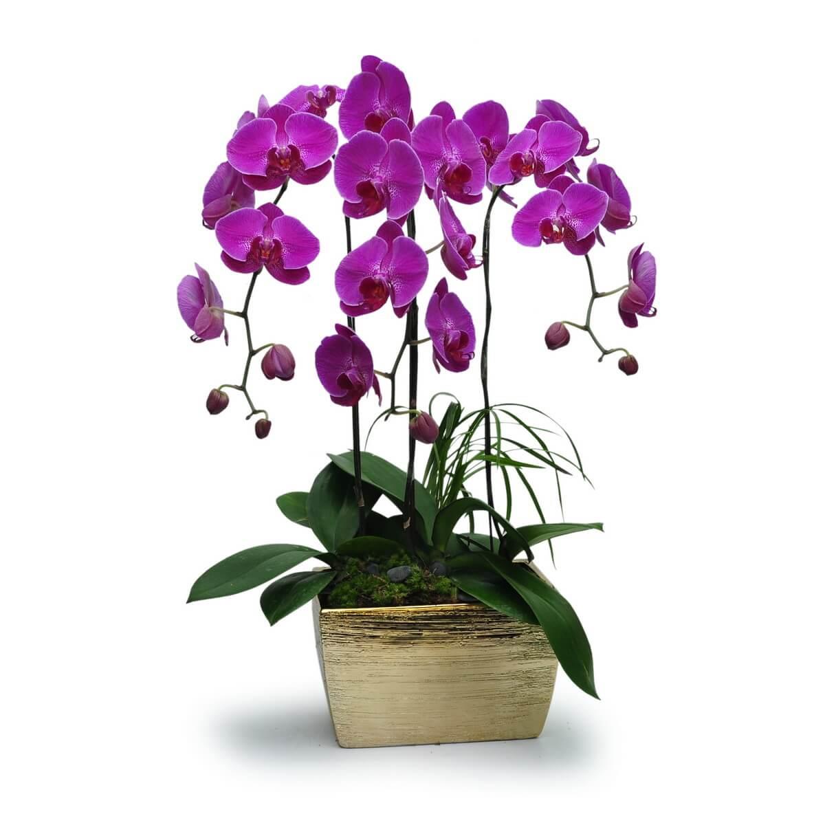 Purple Phalaenopsis Thank You Flowers