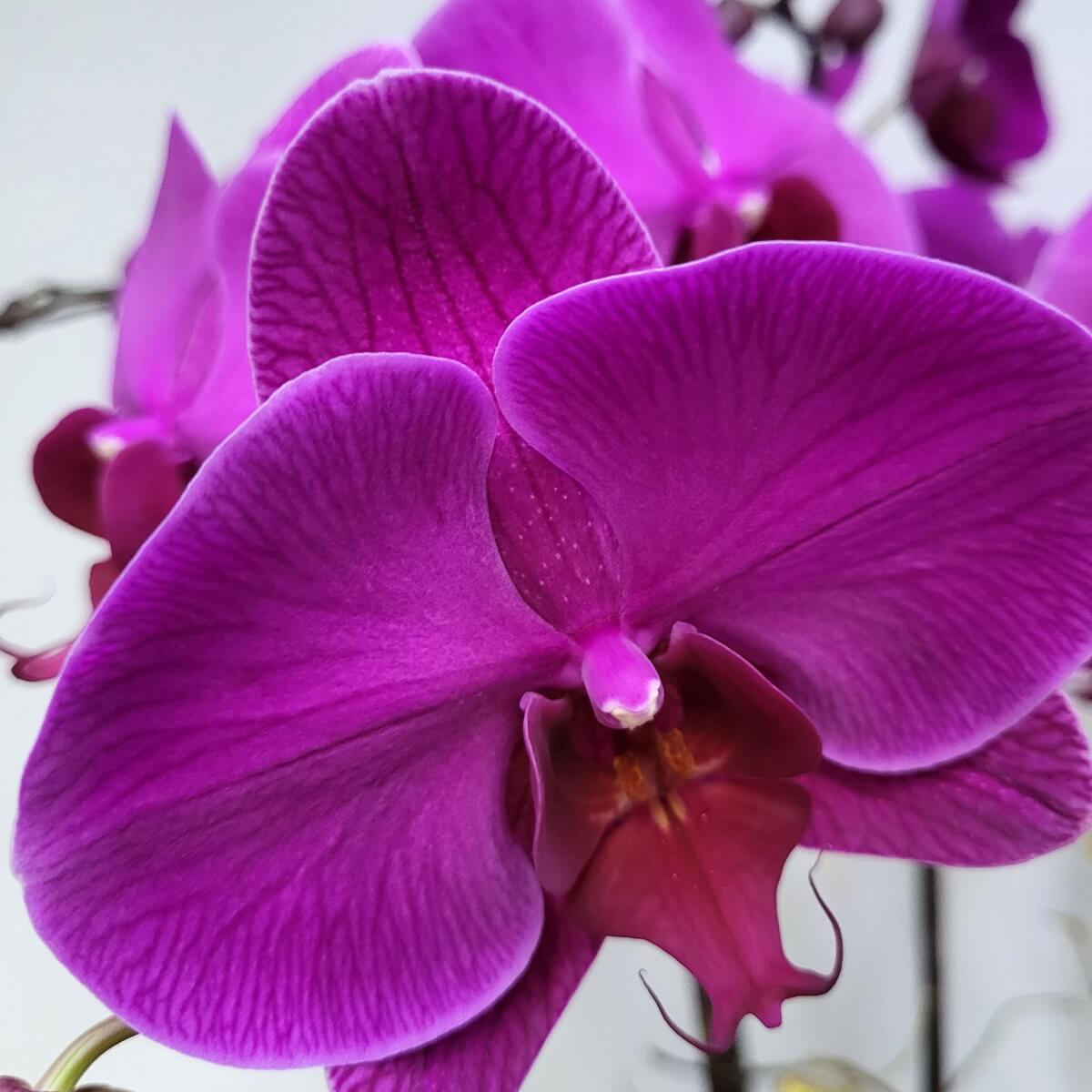 Close-up of a vibrant magenta Phalaenopsis orchid with rich petal veining and soft texture 特寫紫紅色蝴蝶蘭，花瓣紋理細緻柔滑。