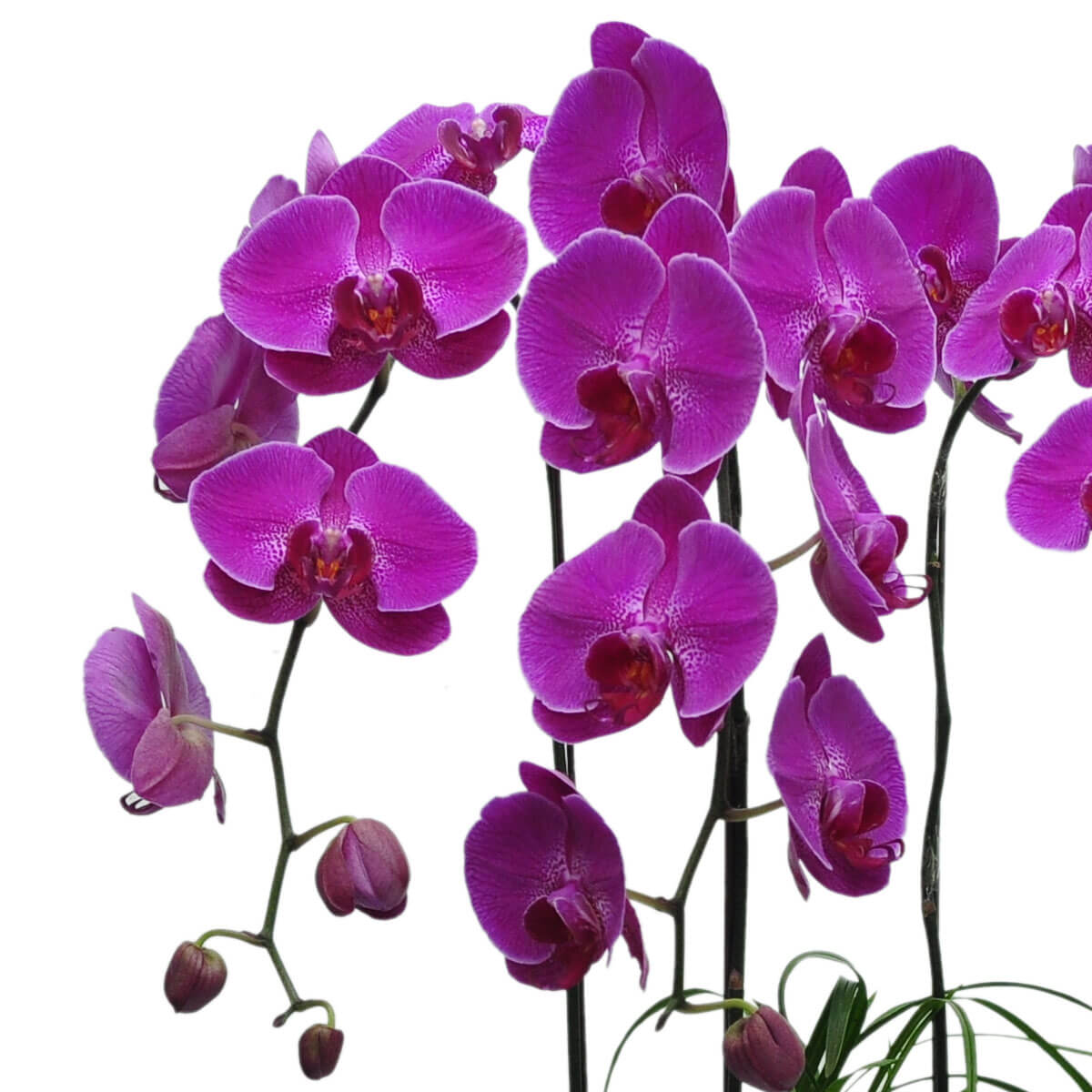 Multiple stems of phalaenopsis orchids with vivid magenta petals, some blooms fully open while others remain as buds - 多枝洋紅蝴蝶蘭，花朵盛開與含苞交錯，色彩鮮明