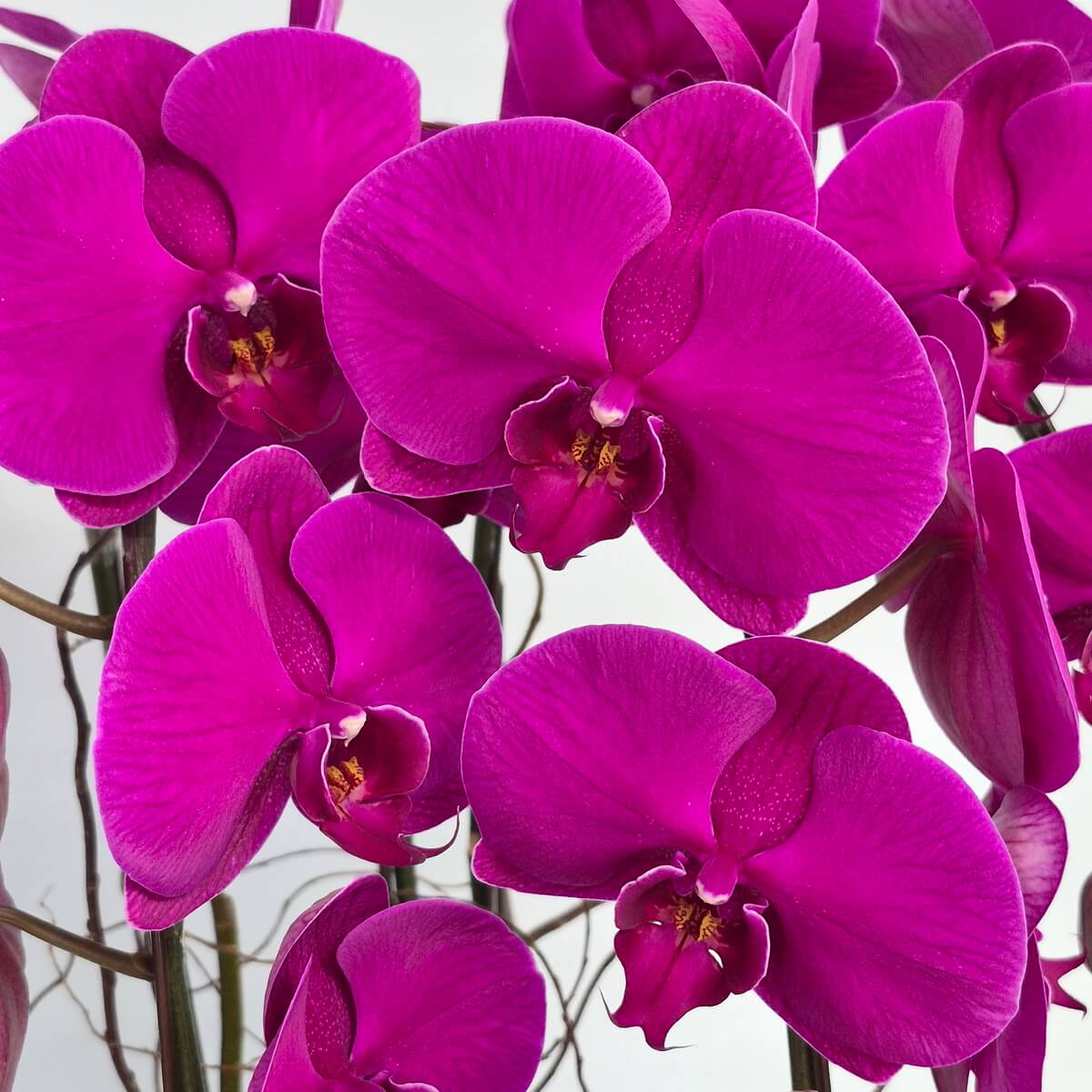 Purple Phalaenopsis