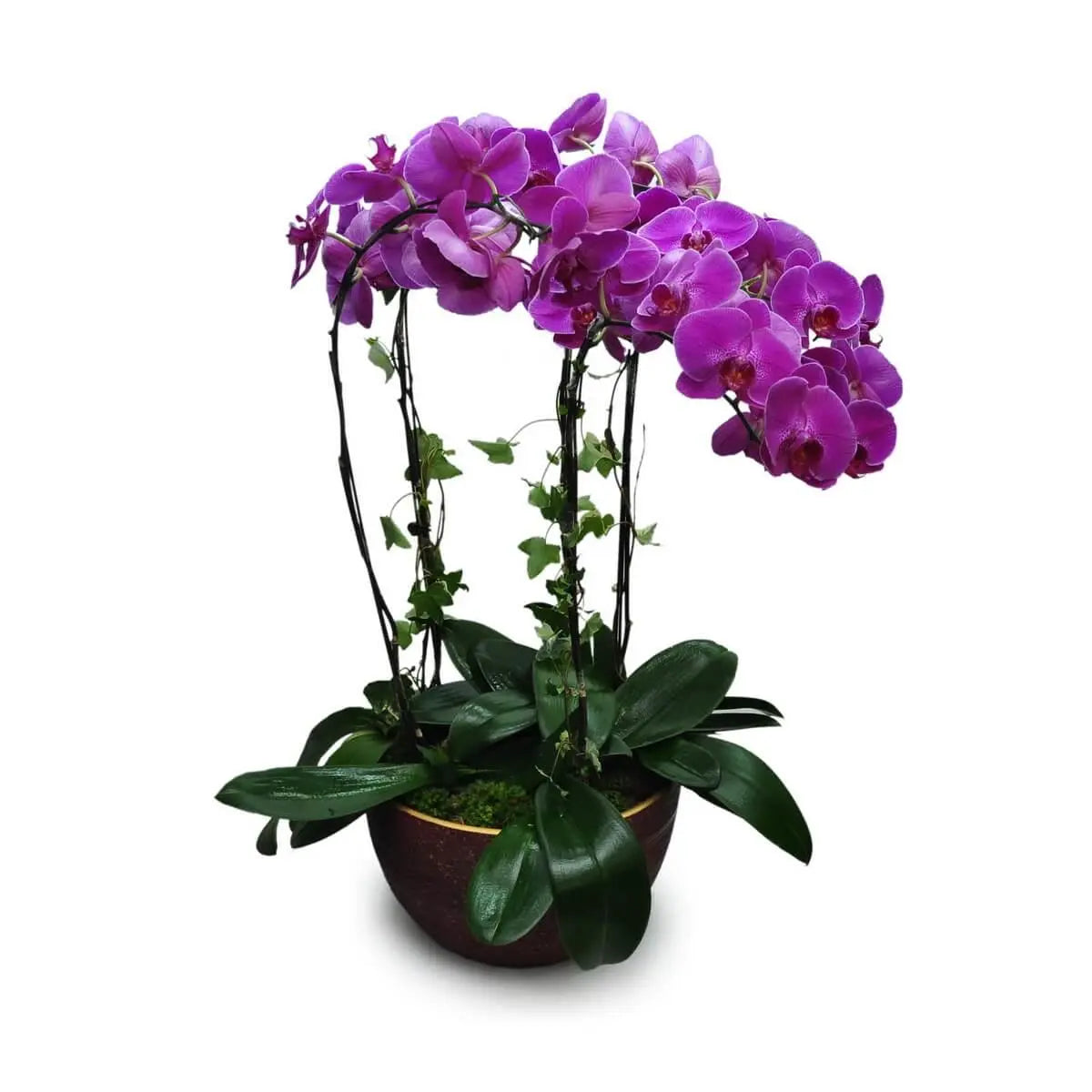 Arched magenta Phalaenopsis orchids with climbing vines and wide glossy green leaves in a deep maroon ceramic planter | 洋紫色蝴蝶蘭優雅拱形綻放，伴有藤蔓與寬大亮綠葉片，酒紅色陶瓷盆器穩重承托整體造型