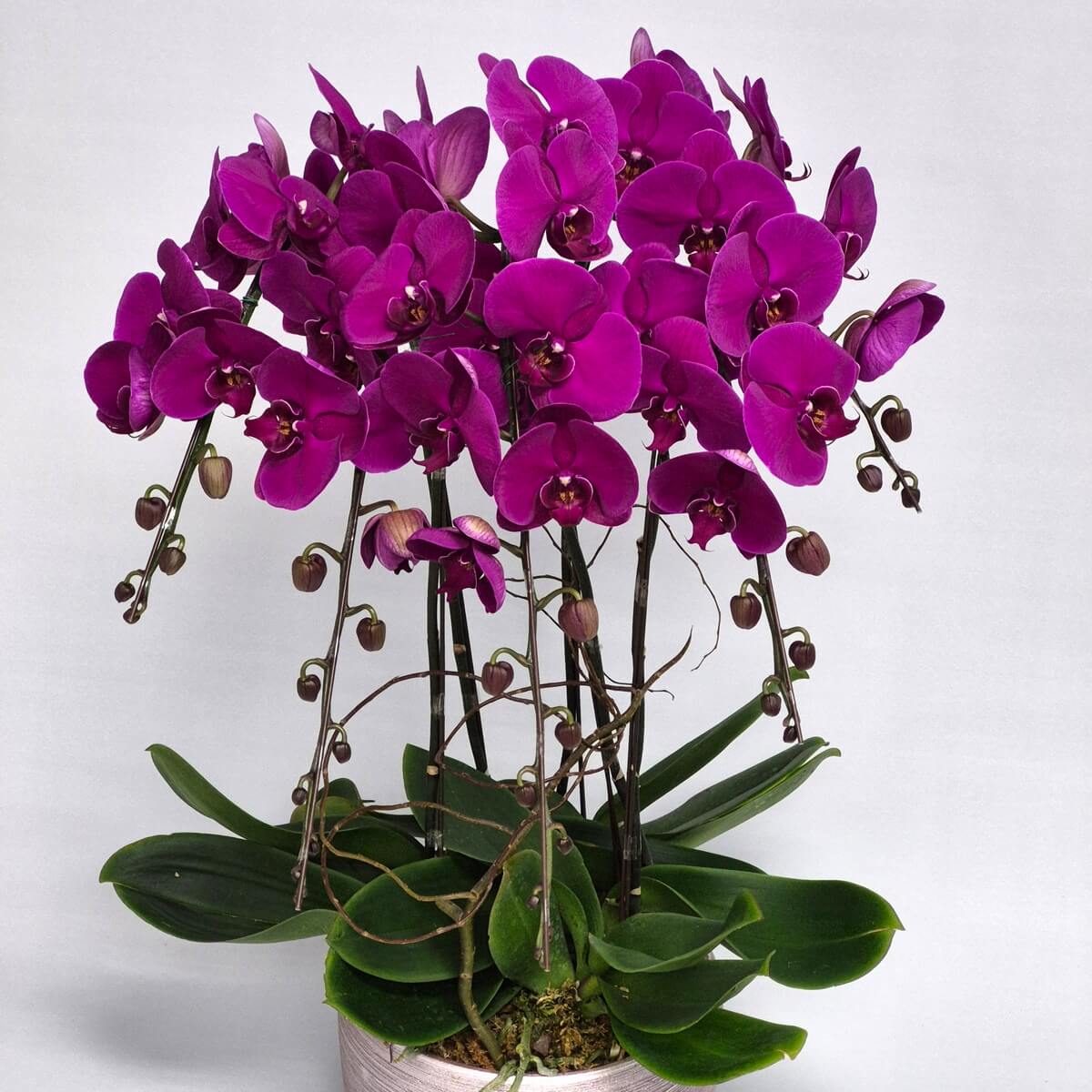 Purple Phalaenopsis orchid arrangement with 5 stems of vibrant magenta blooms, curved stems, developing buds, lush green foliage, and round white ceramic pot - 紫色蝴蝶蘭花束，5莖鮮豔洋紅色花朵、彎曲花莖、發育中花蕾、翠綠葉片及圓形白色陶瓷花盆